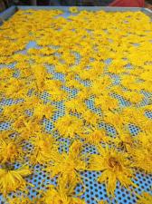 山西客戶烘干金絲皇菊現場