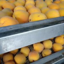 魚(yú)面烘干房    不銹鋼食品烘干設(shè)備