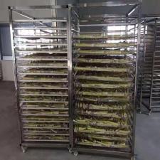 金絲皇菊烘干房